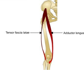 Tensor fascia lata muscle Origin, Insertion, Function, Exercise