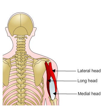 Triceps: Lateral head, long head and medial head