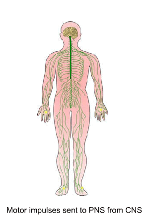 Sensory information sent to CNS from peripheral nerves