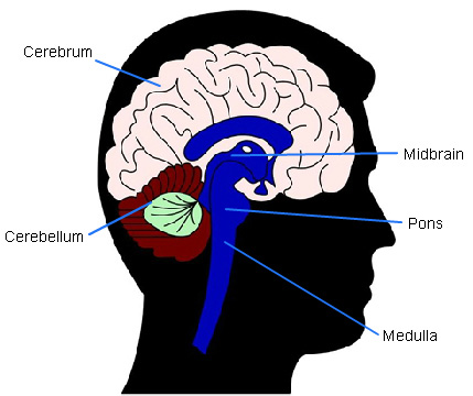 Four major parts of the brain