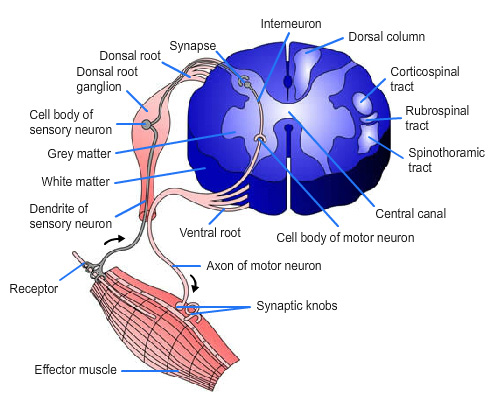 cross-section of the spinal cord