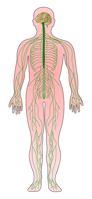 nervous system