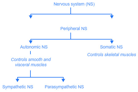 peripheral-nervous-system