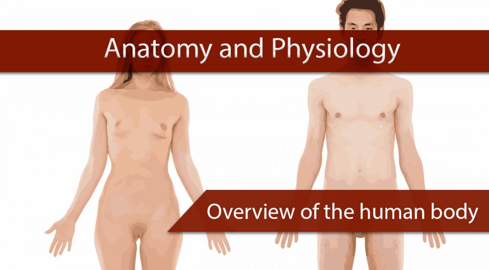 Overview of the human body