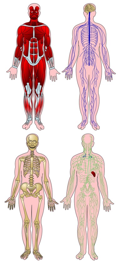 Muscular, nervous, skeletal and lymphatic systems