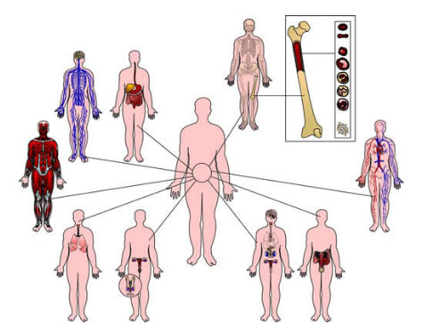 11 systems of the human body