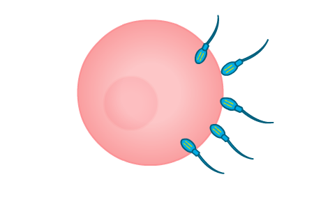 fertilisation between the ova and sperm