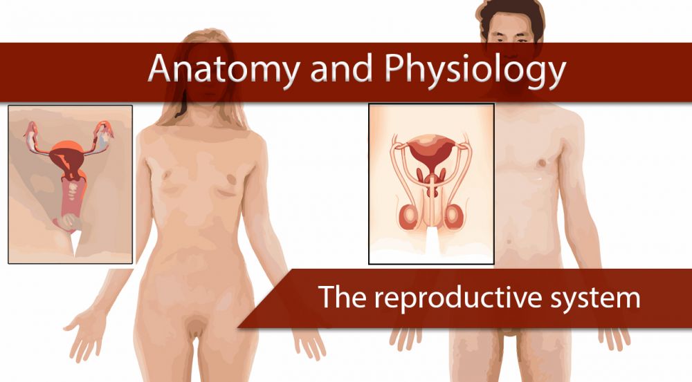 Cover-reproductive