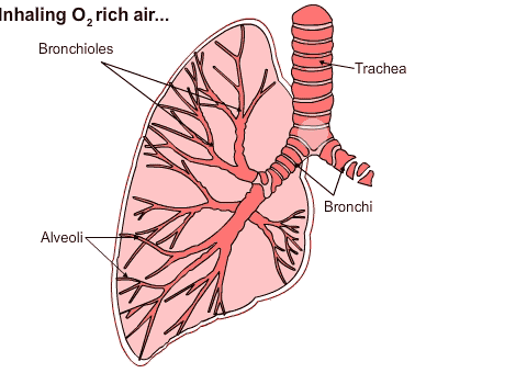 lower respiration tract