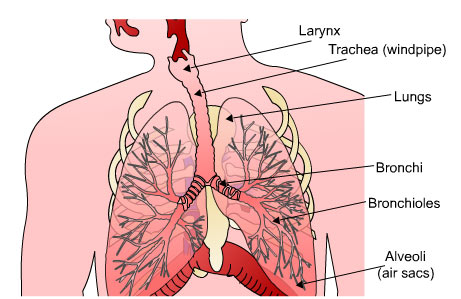 lower respiratory tract see text above
