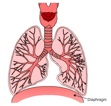 lungs and diaphragm