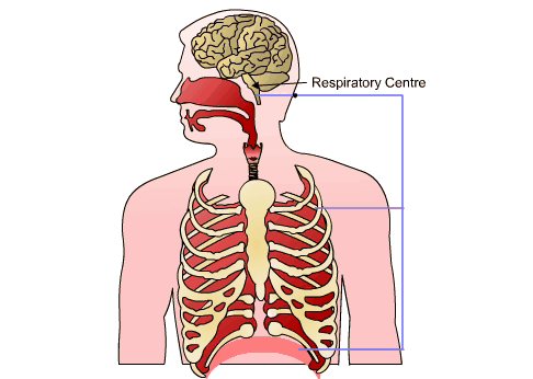 respiratory centre in the brain controls muscles