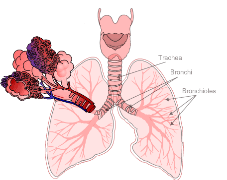 diagram showing close up of the bronchioles