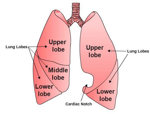 the-lungs-2