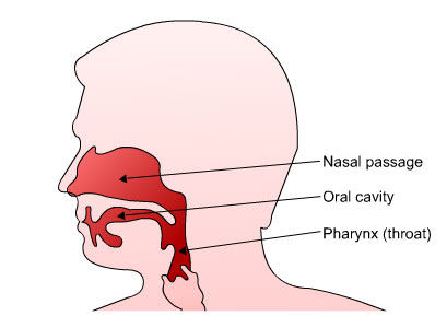 upper respiratory tract see text above