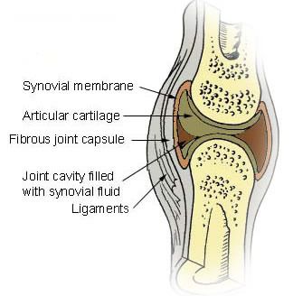 synovial joint - see page 23