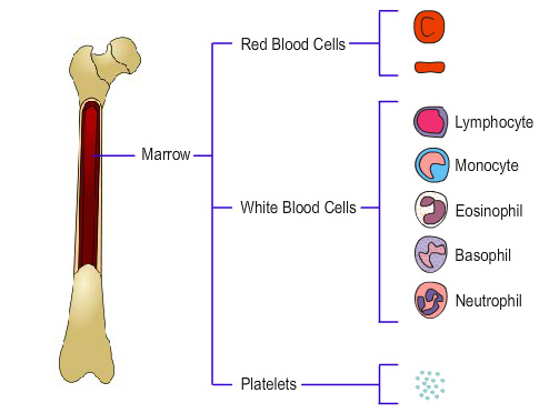 blood cell production