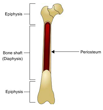 bone structure: Epiphysis, bone shaft and periosteum