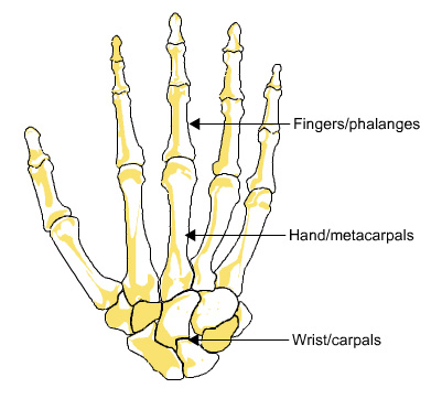 bones of the hand: phalanges, metecarpals and carpels