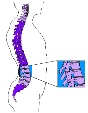 curves of the spine