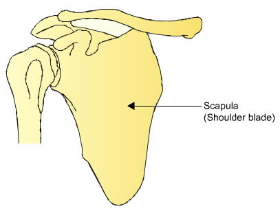 scapula (shoulder blade)
