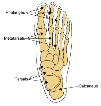 foot: phalanges, metatarsals, tarsals and calcaneus