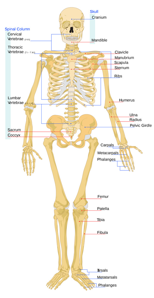 human skeleton front labelled - bones listed can be found in the tables on this page