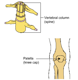 vertebral column and patella