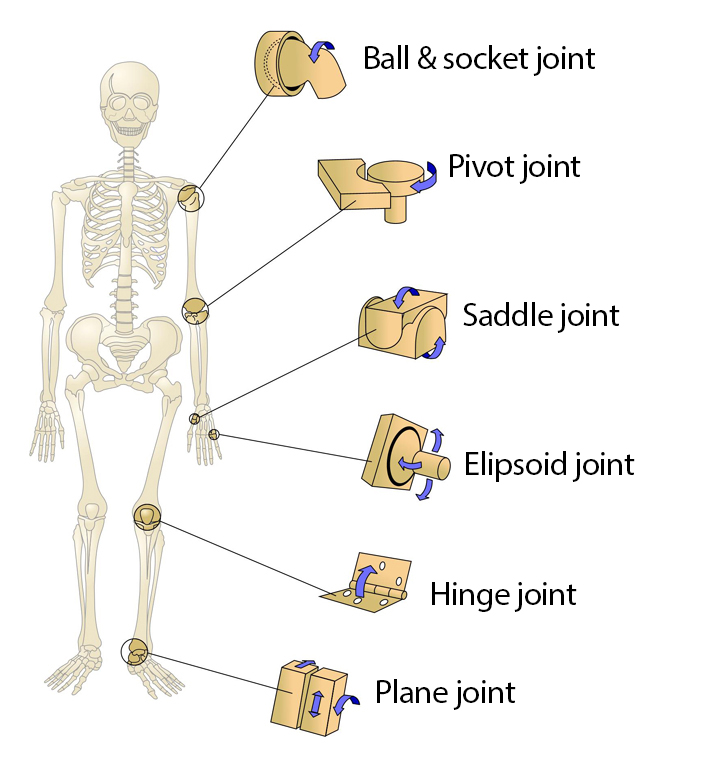 Joints: Ball & socket, pivot, saddle, elipsoid, hinge and plane