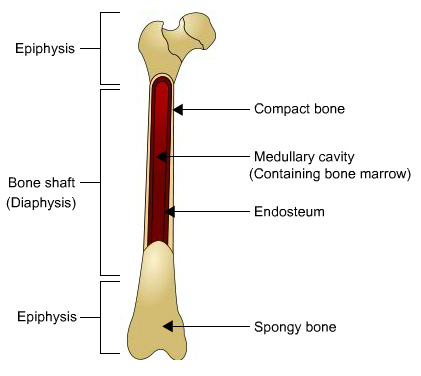 long bones
