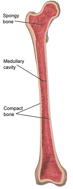 medullary cavity diagram