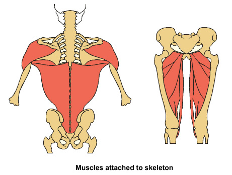 muscles attached to the skeleton