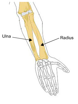 radius-and-ulna