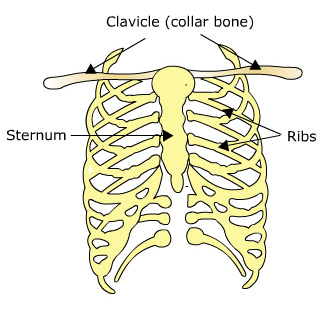 clavicle, sternum and ribs