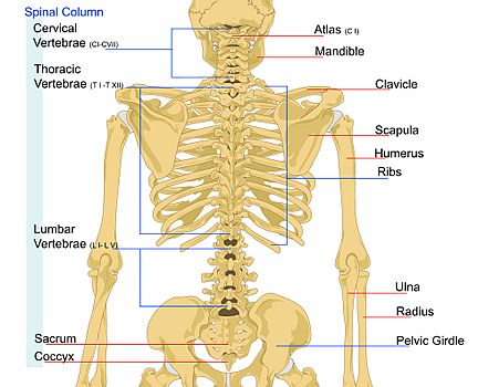 skeleton back