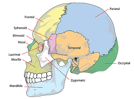 skull - the adult skull is normally made up of 22 bones. Except for the mandible, all of the bones of the skull are joined together by sutures, semi-rigid articulations formed by bony ossification, the presence of Sharpey's fibres permitting a little flexibility