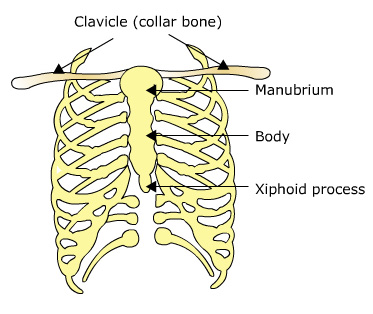 sternum diagram with clavicle, manubrium, body and xiphoid process labelled
