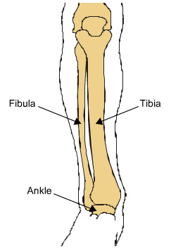 tibia, fibula and ankle