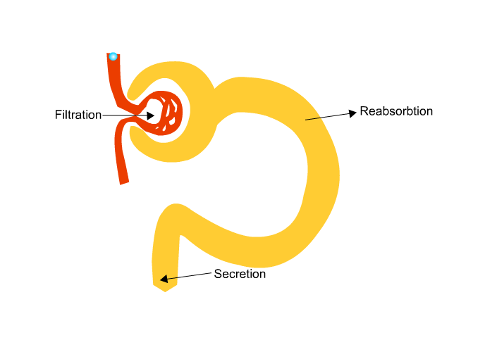 Formation of urine: flitration, reabsortion, secretion
