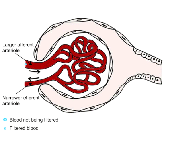 The afferent arteriole is larger than the efferent arteriole which is narrower