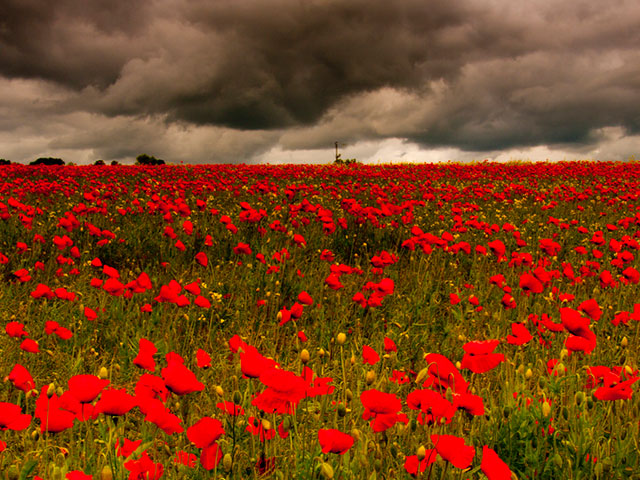a field of poppies with storm clouds gathering above