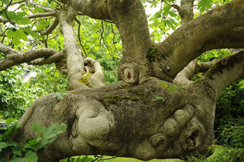 Alien Fig tree