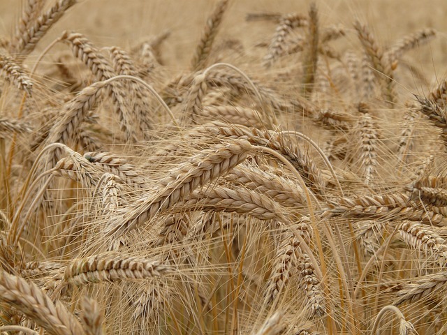 close up of wheat growing